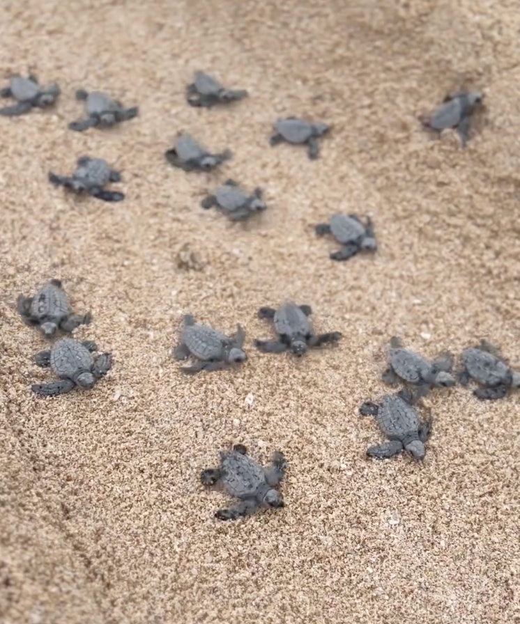 长滩岛成为濒临灭绝海龟避风港